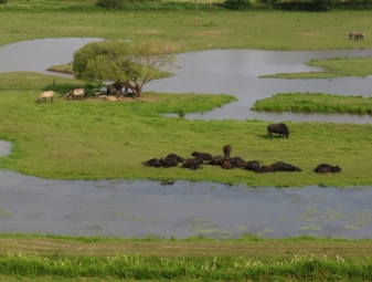 T:\Naturschutzgebiet_Rohrbachtal\Fotos\14 Konik-Pferde und Wasserbüffel im Beeder Bruch.jpg