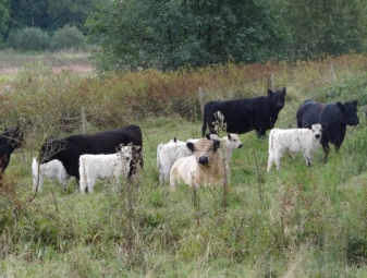 T:\Naturschutzgebiet_Rohrbachtal\Fotos\3 Galloway-Herde im Alsbachtal bei Marpingen.jpg
